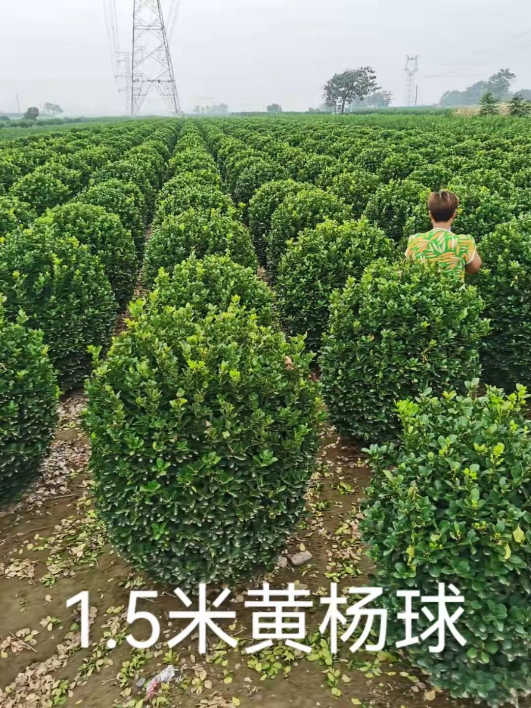 大叶黄杨球