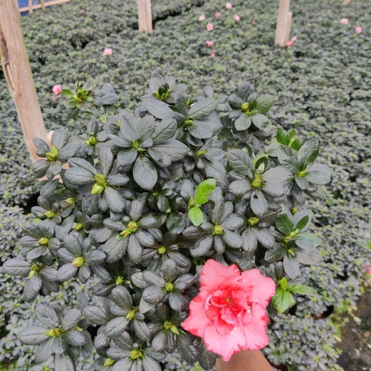 漳平市 十八杯樱桃红杜鹃花，冠幅25-30
