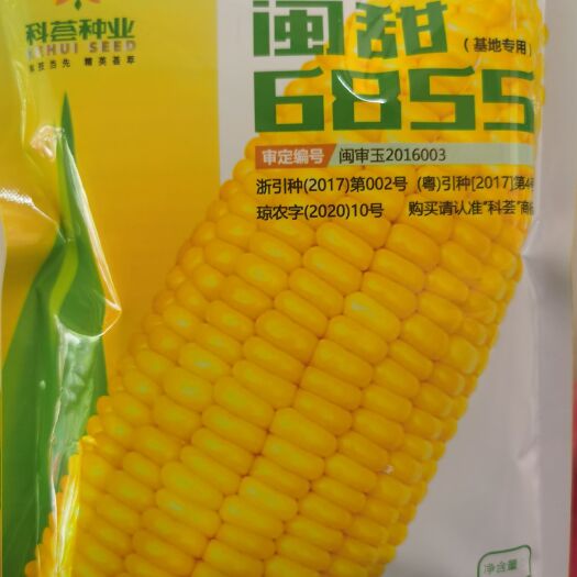  闽甜6855甜玉米种子，株矮好管理，抗倒伏，产量高