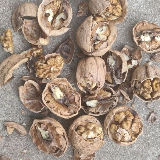 灵寿县薄皮核桃 核桃