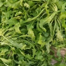 虞城县新鲜荠荠菜大量上市，基地面积大，品质好
