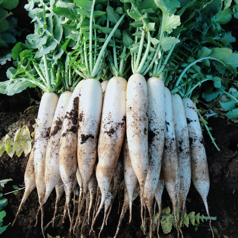 云南寻甸高山美人白萝卜