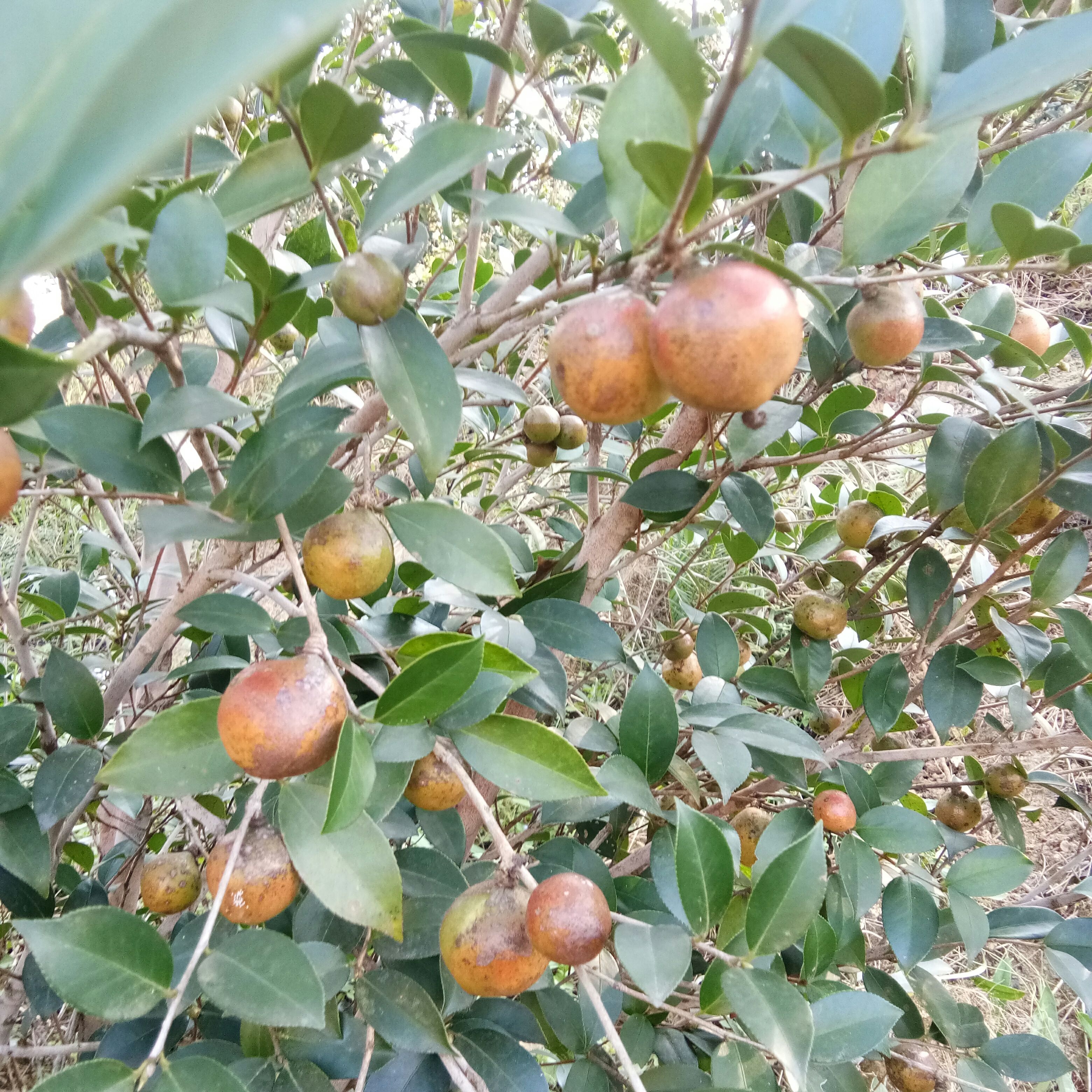 茶籽 薄皮出油率高达三成