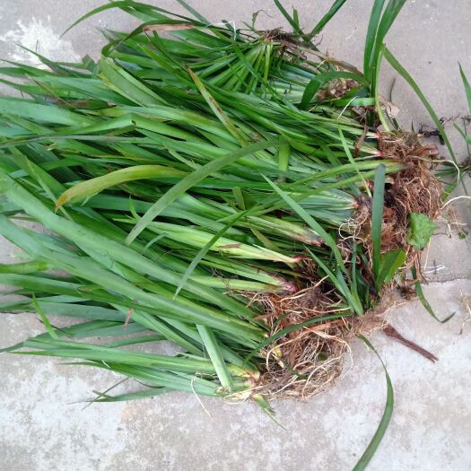 岳阳县 供应石菖蒲苗