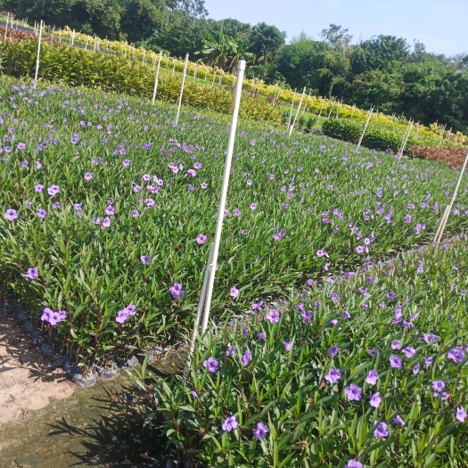广州翠芦莉花苗 紫色花绿化园林工地专用苗