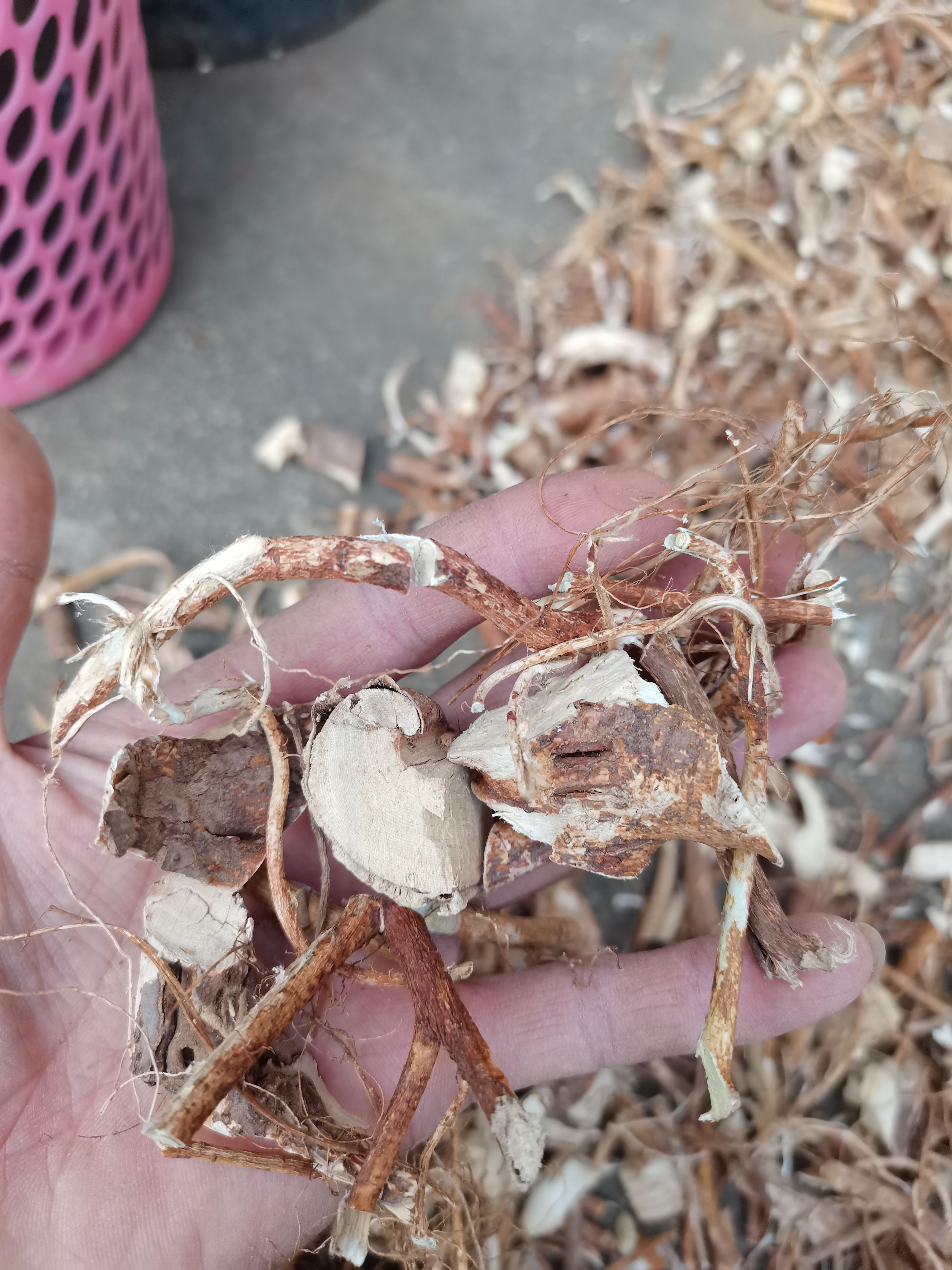 五指毛桃/五指毛桃/