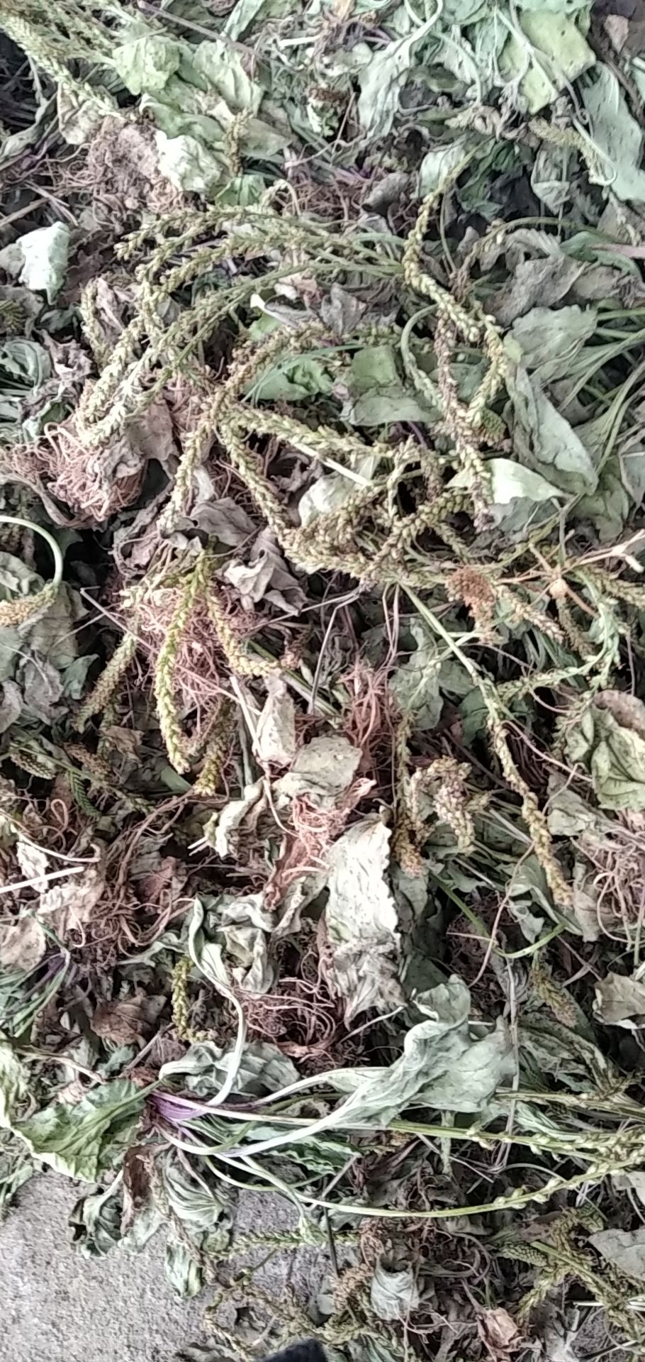 车前草 颜色青绿色 干度好无霉变