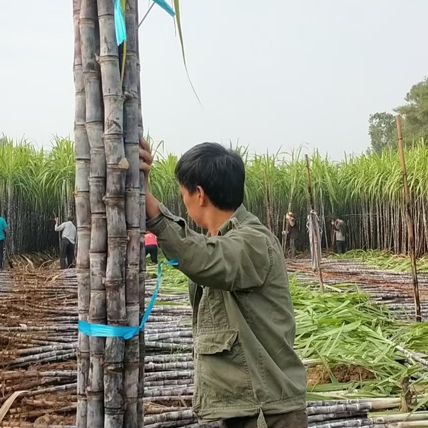 广西黑皮甘蔗 产地直销 一手货源 诚信经营