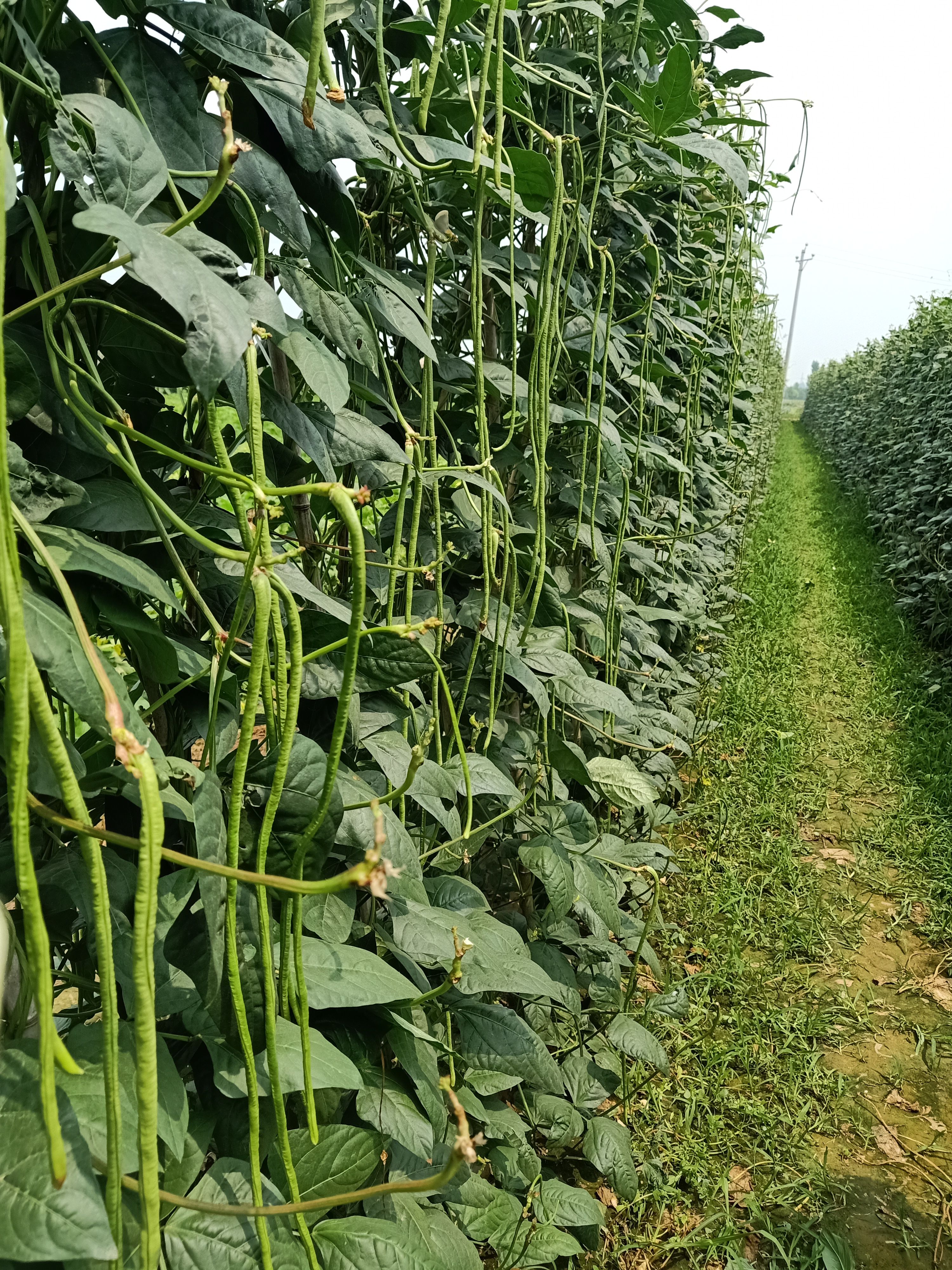 郑州长豆角种子条长75公分翠绿基地用种