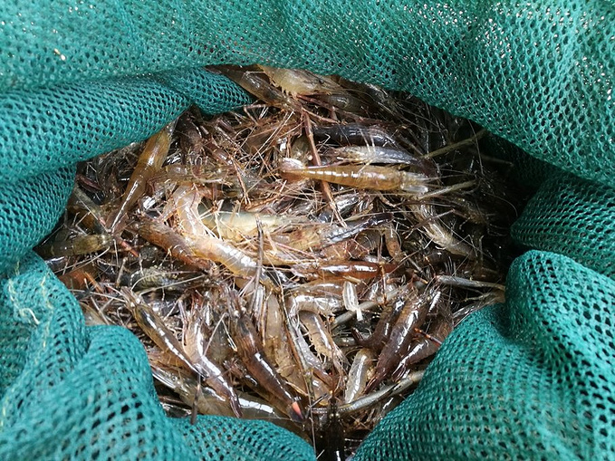 高邮市青虾  高邮河虾