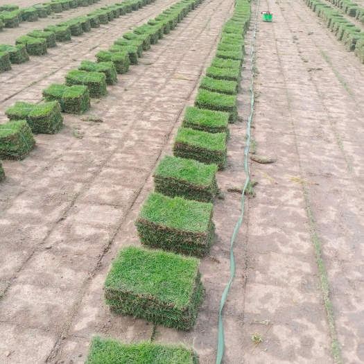 余姚市马尼拉草皮 精品马尼拉，百慕大，果岭草