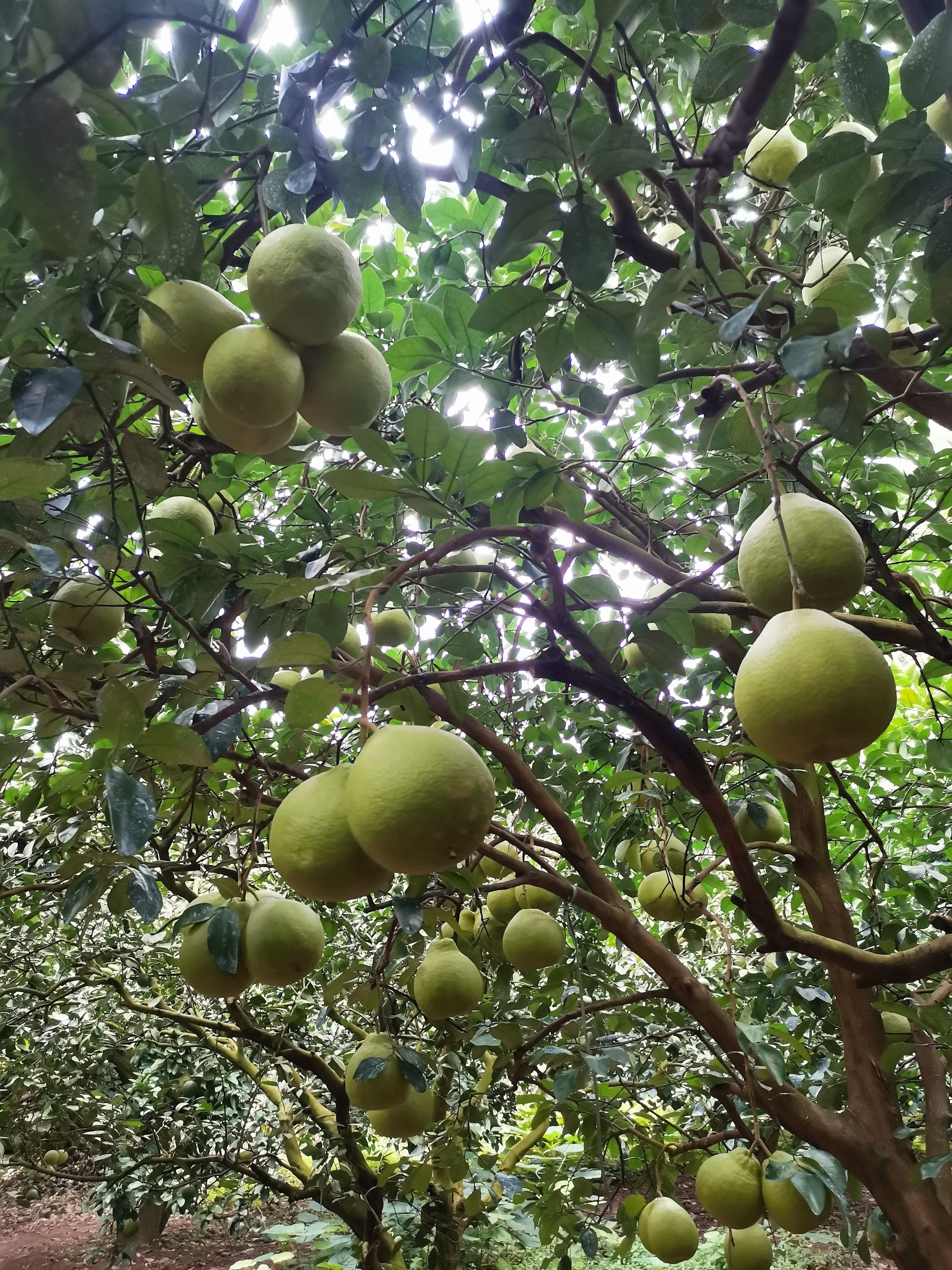 沙田柚  江永香柚成熟了，口感比去年还要好，小量批发可送货上门