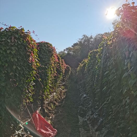 英德市山药 小叶紫玉淮山