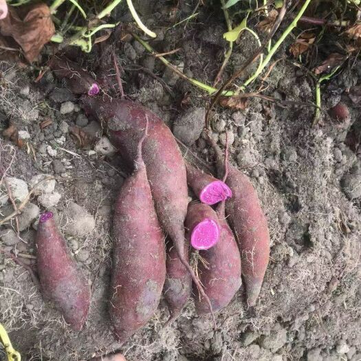 海丰县紫罗兰紫薯  大量上市供应紫薯，紫罗兰———————————