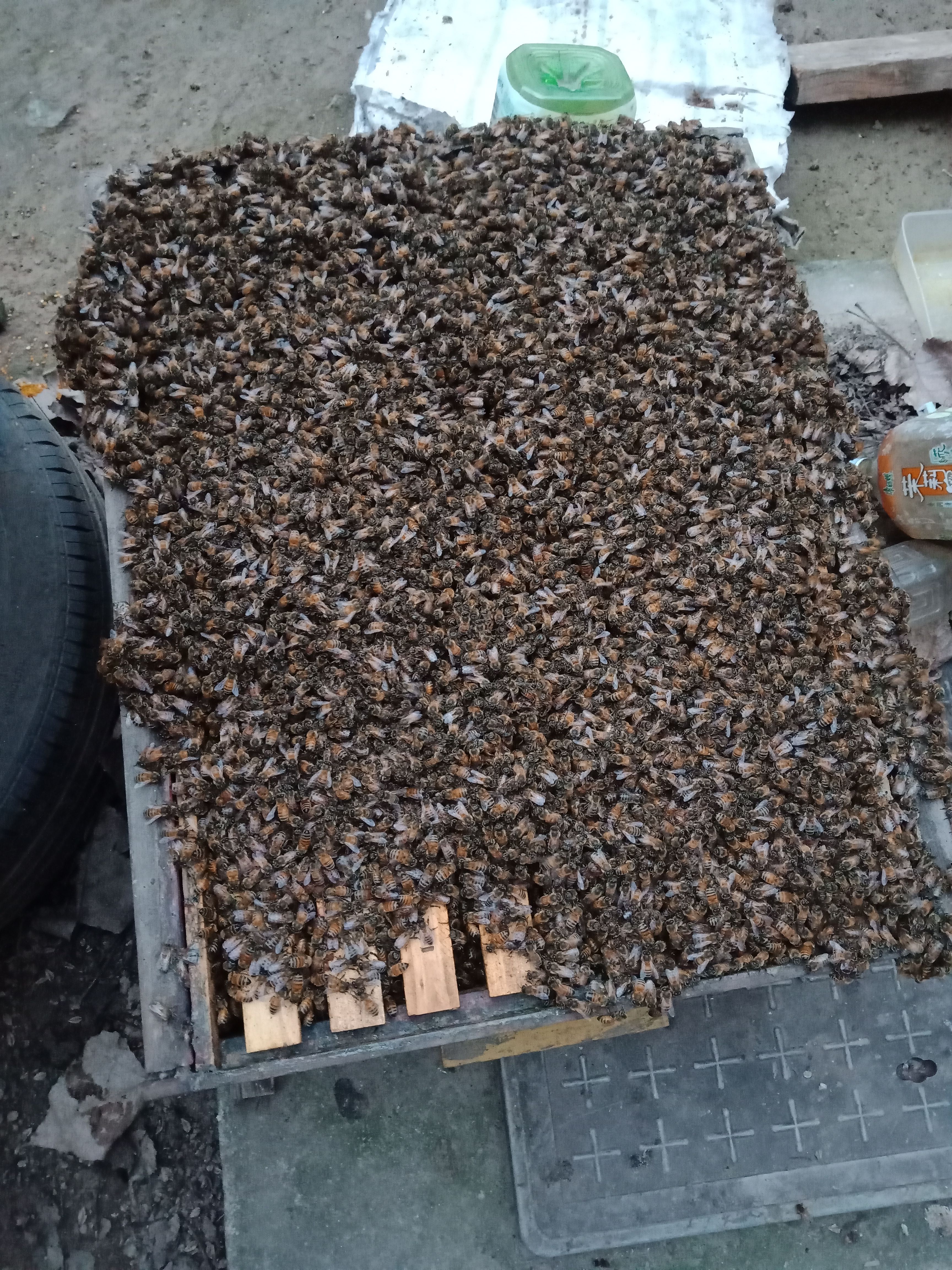 意大利蜜蜂   中蜂，子好蜂建，七睥|500元每群