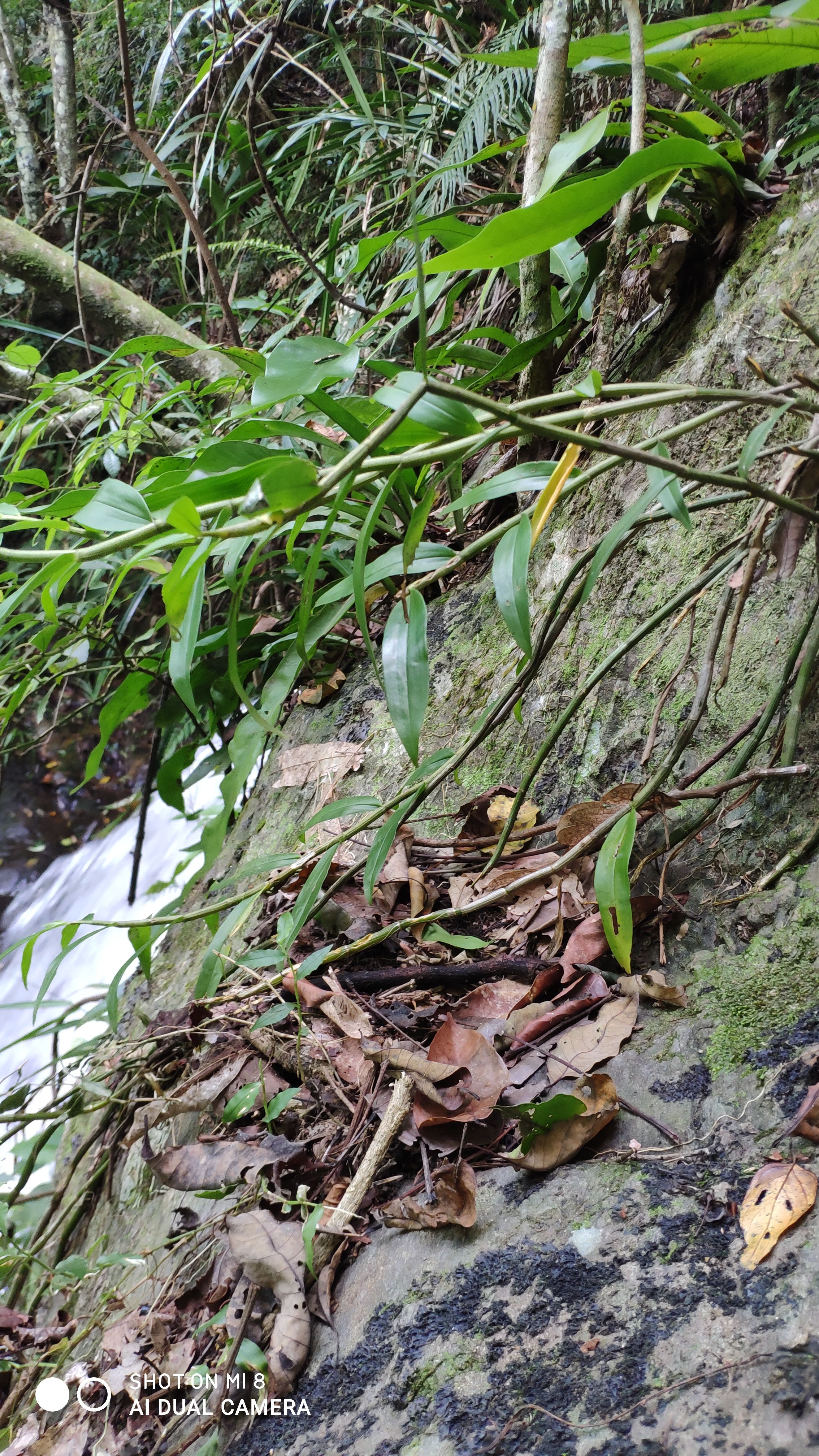 铁皮石斛  石斛