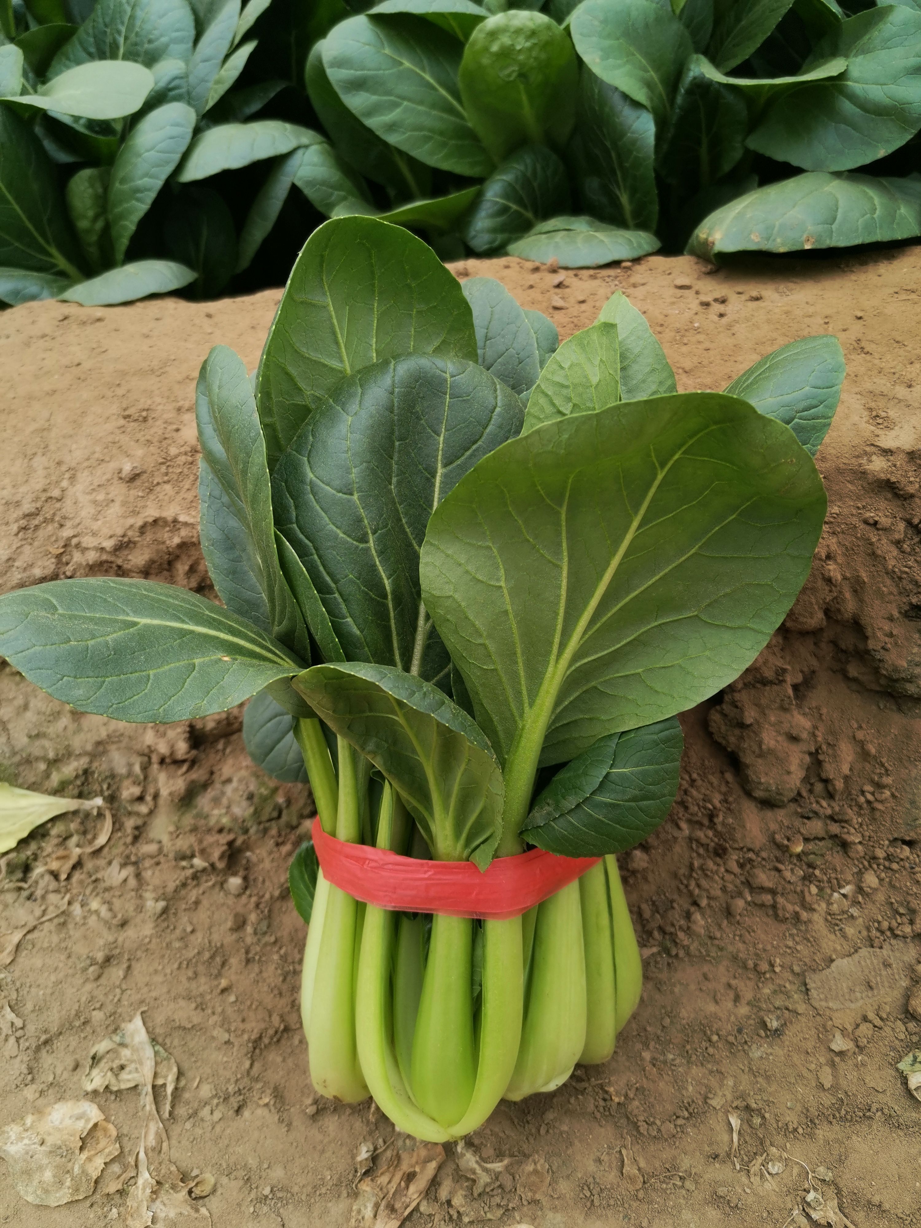 青梗菜种子  速生佳宝青梗菜