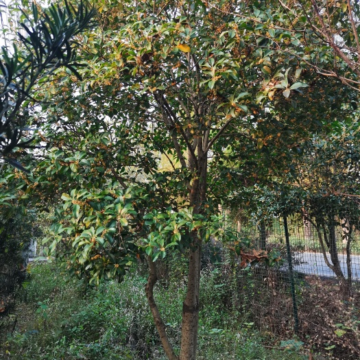 杭州桂花树，品种：杭州小叶王，银桂