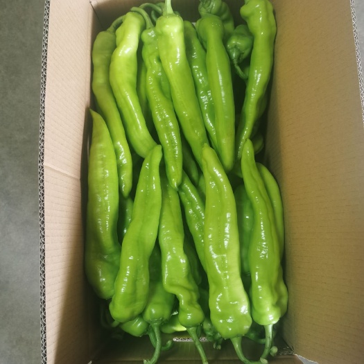 厦门黄皮辣椒 牛椒  黄皮椒 大量上市  只做精品