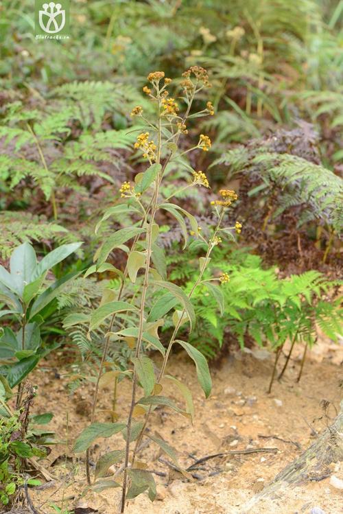 隆林县白牛胆，羊耳菊，现采现发。