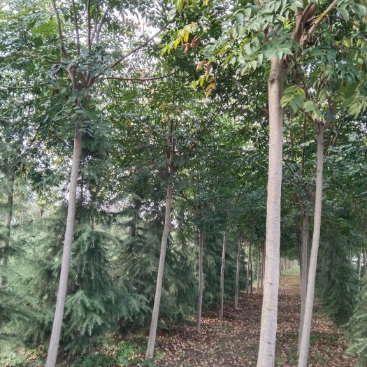 汝南县黄山栾树   栾树