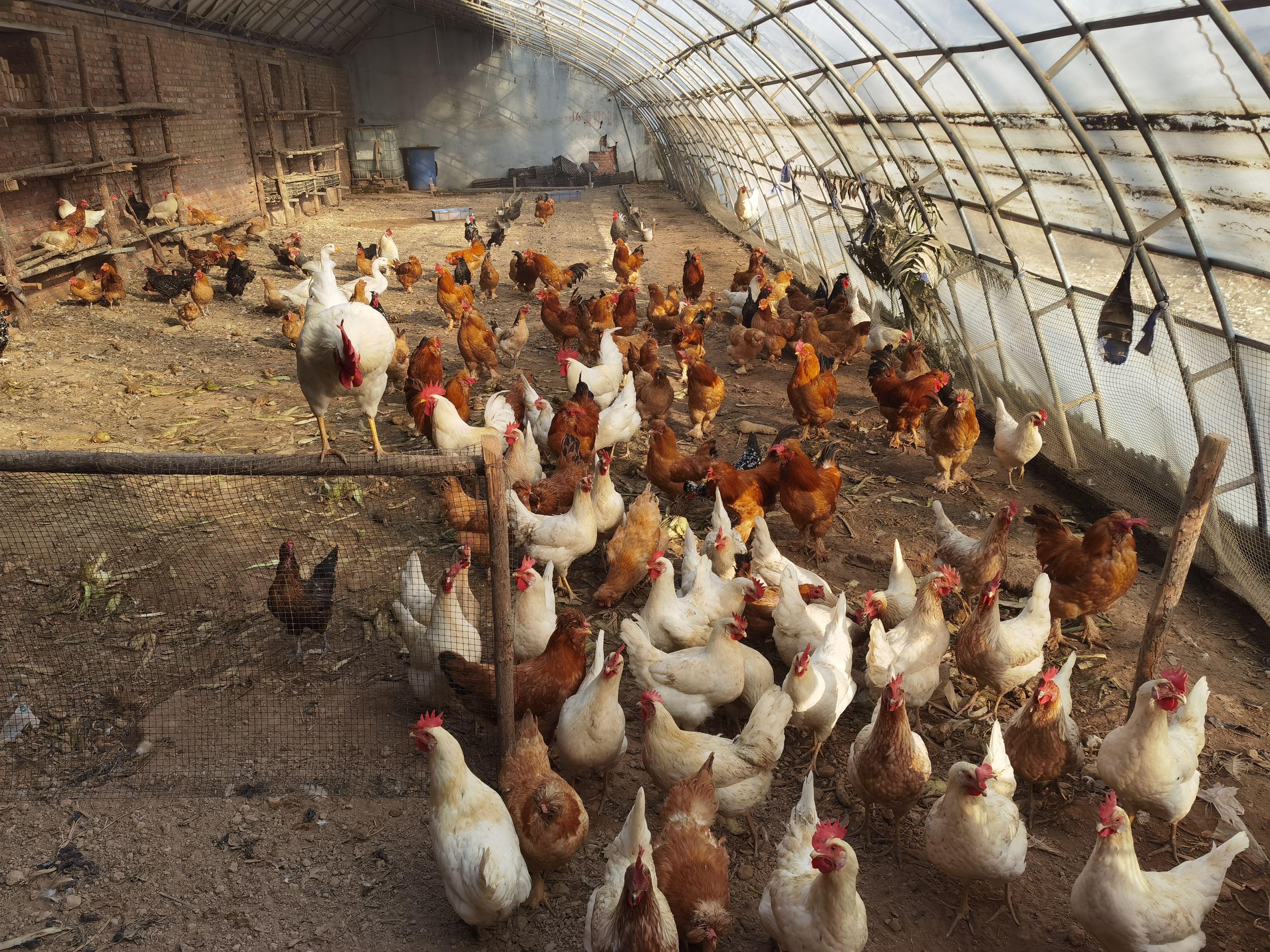 土鸡蛋  自家鸡的柴鸡蛋