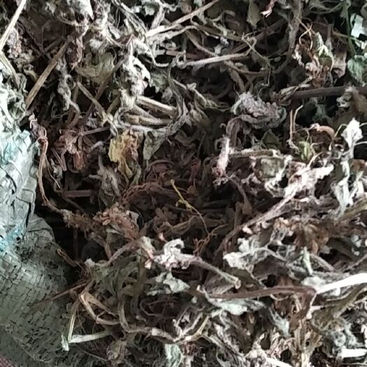 白毛夏枯草 苦草 选货干货批发零售