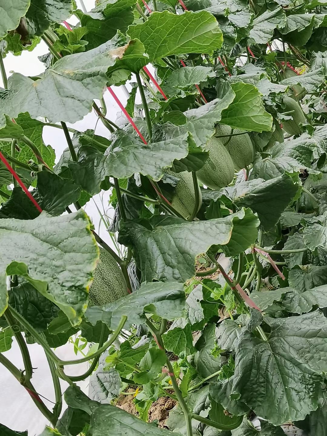 晓蜜25号 哈密瓜