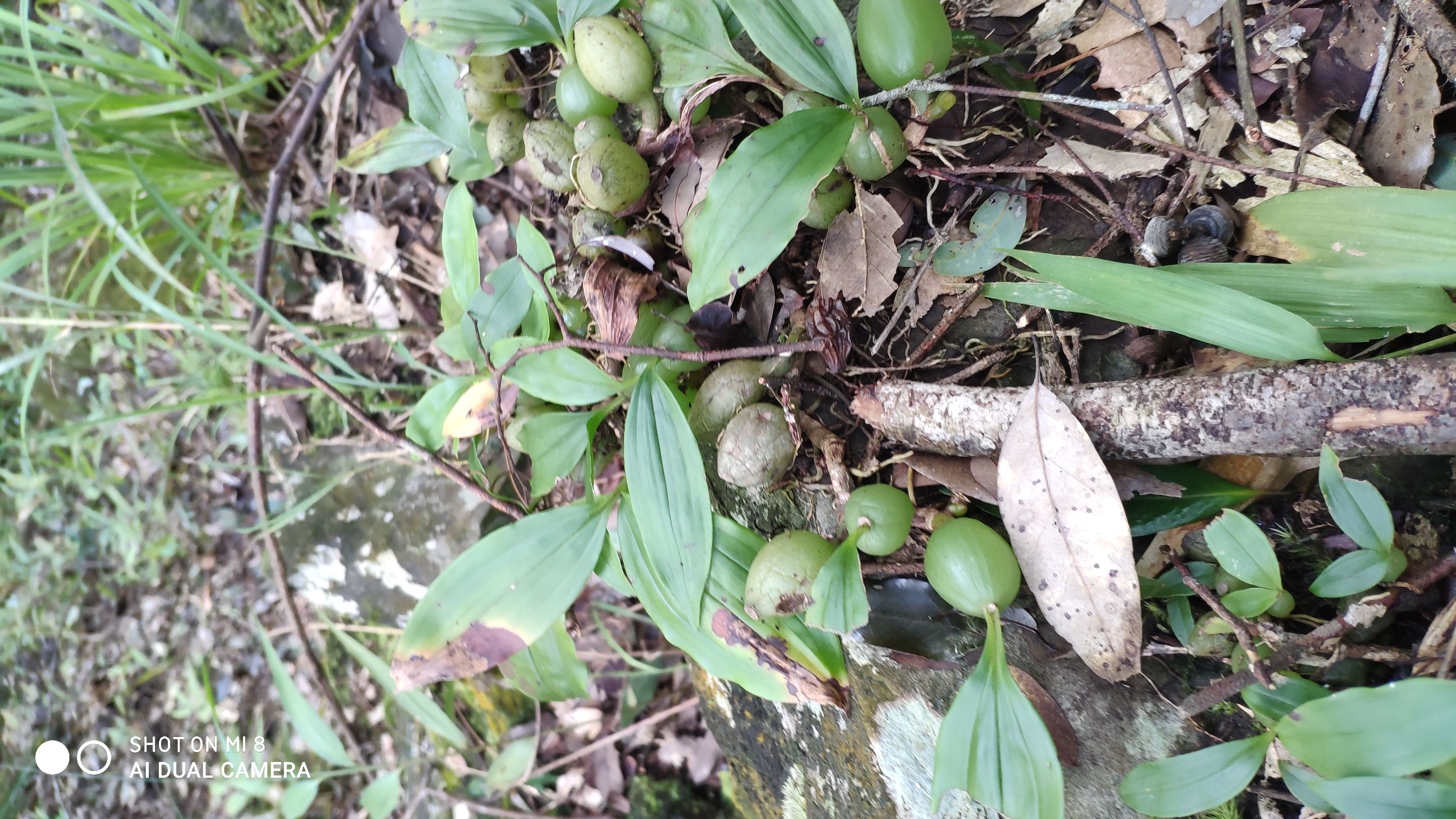 粤西石橄榄单单叶大中小果石仙桃