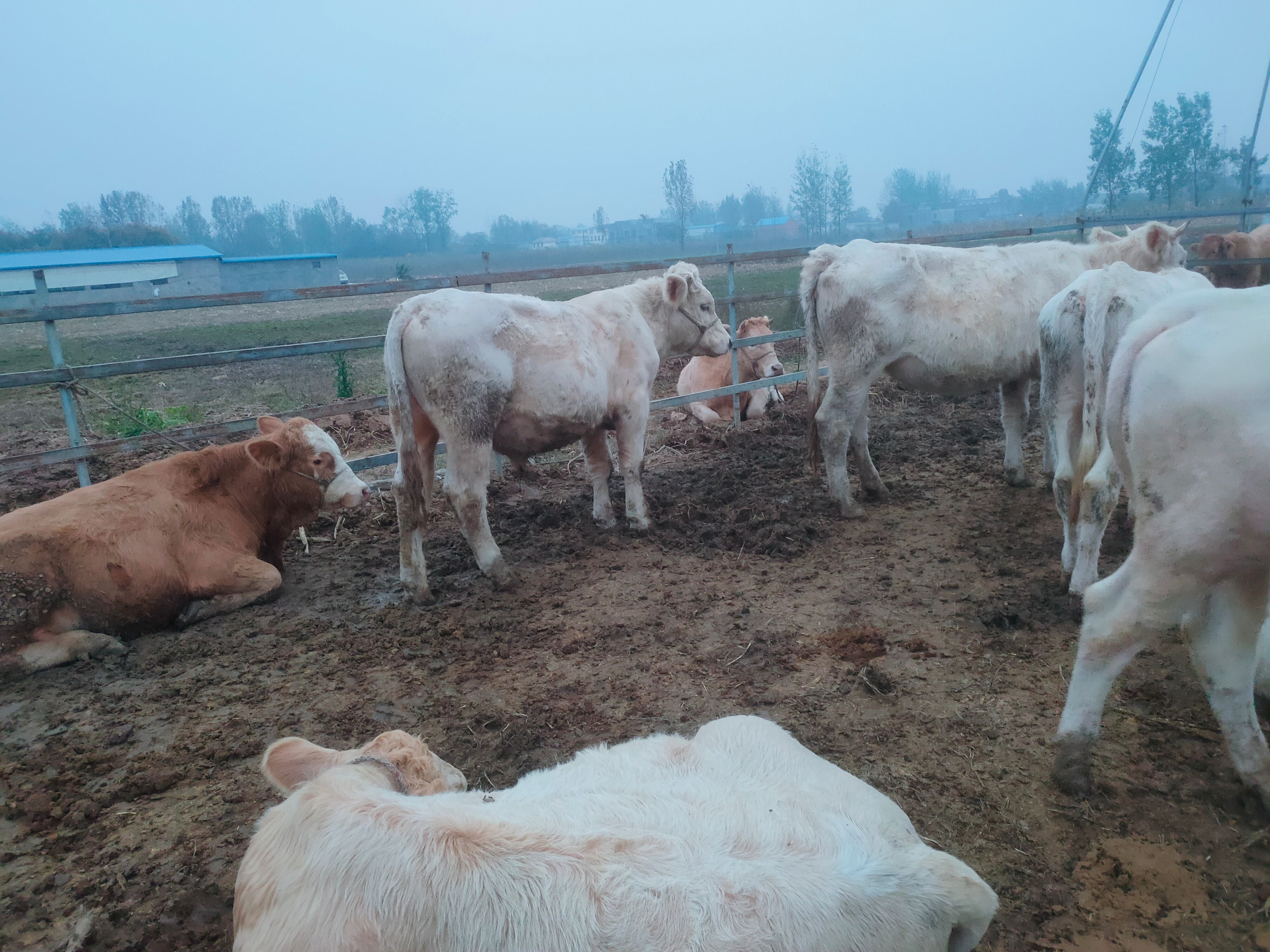 泌阳县夏洛莱牛    精品优质夏南牛 300一500斤 公母混合 牛犊