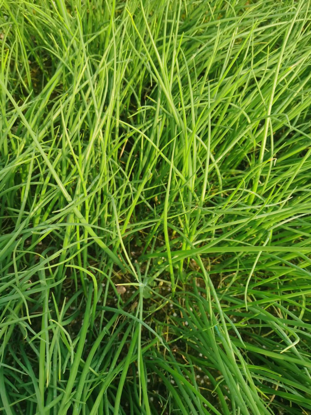  临沂河西洋葱苗