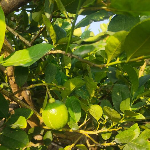 广州 广东香水柠檬，农场直采，一等果，二等果，广东香水柠檬
