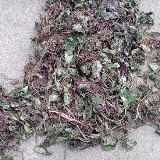 光山县金毛耳草 虎耳草 大别山特产批发零售