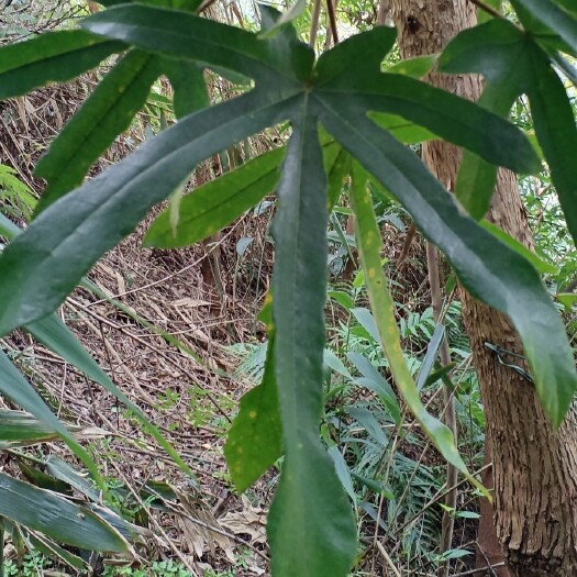 肇庆五指毛桃  七指毛桃属于桑科的一种，主要食用部位为根，