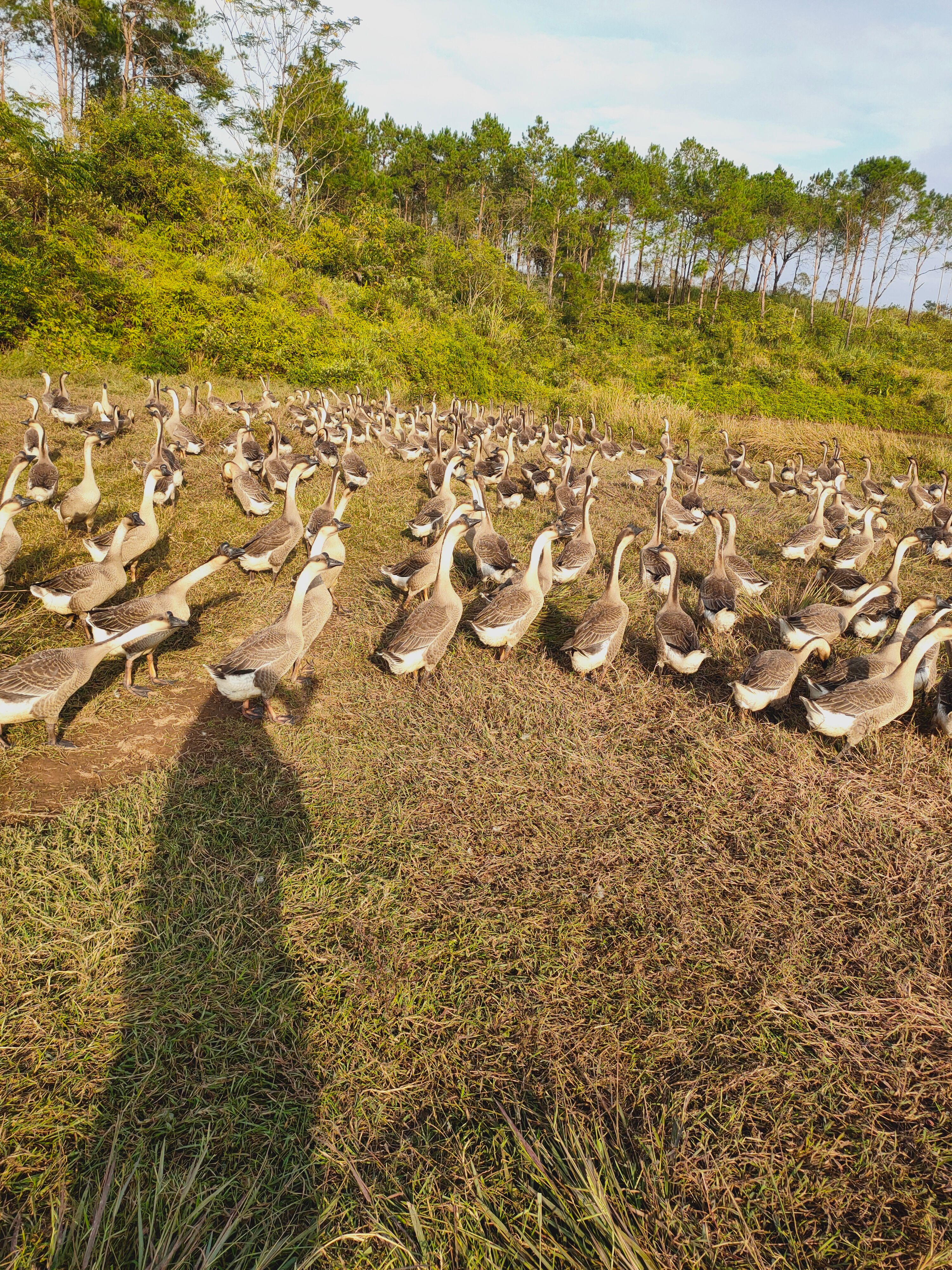 马岗鹅  全生态放养