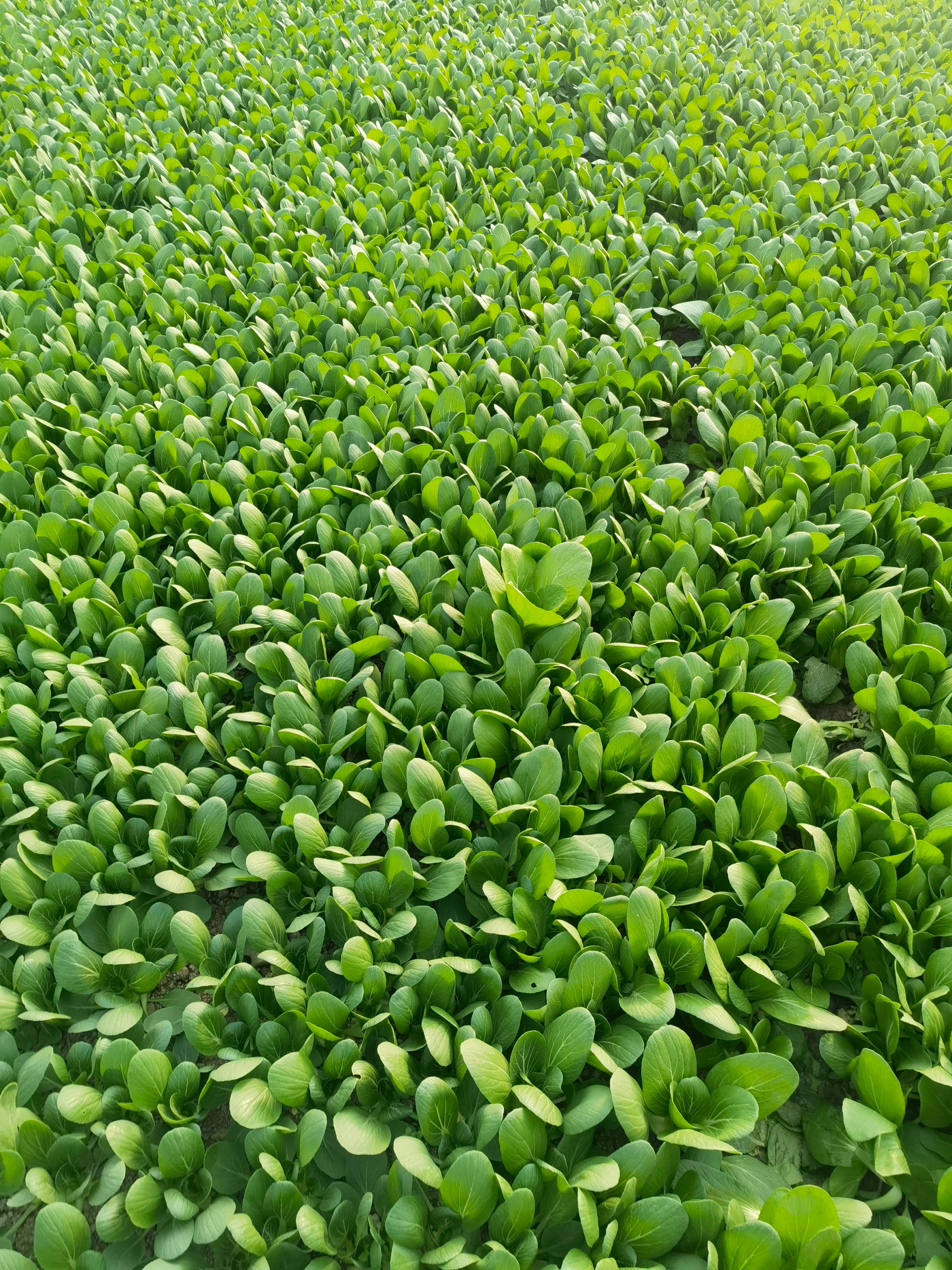 山东曹县上海青精品小油菜，产地直销，货量充足价格合理欢迎采购