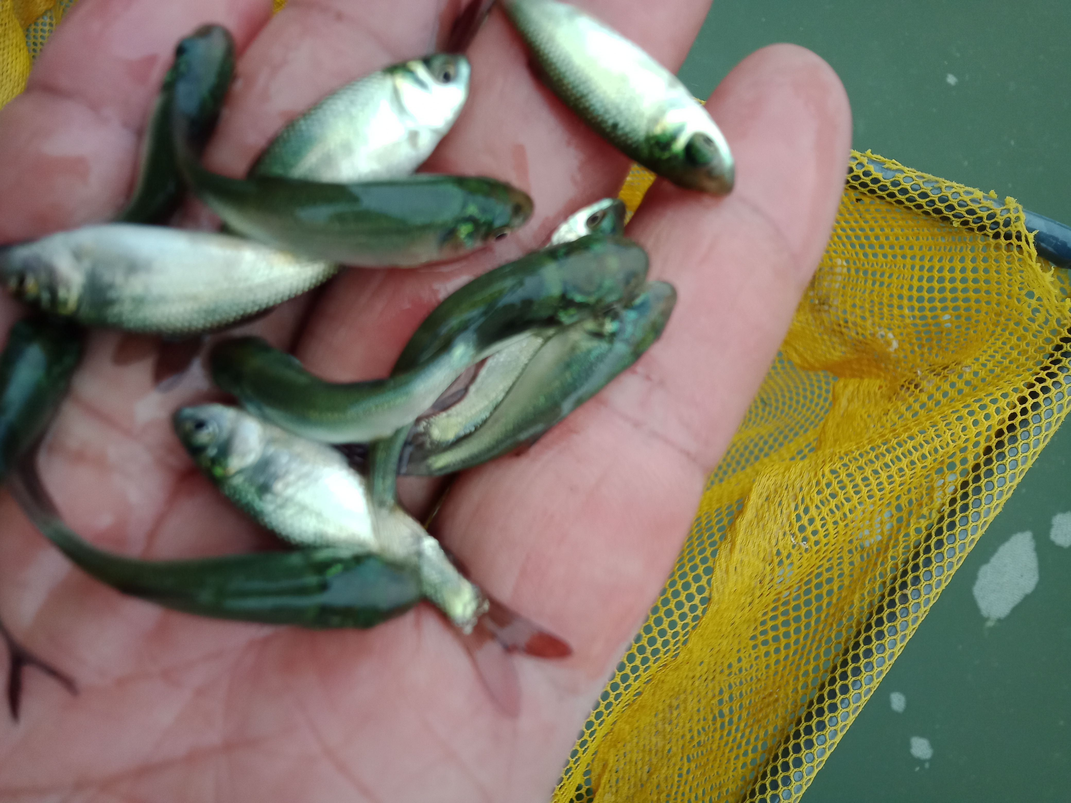 鲮鱼苗 成活率高，生长速度快，冬天生长块