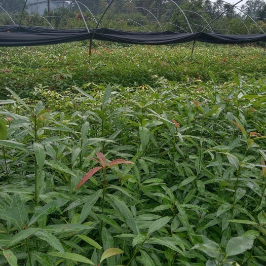 遂川县 楠木袋苗