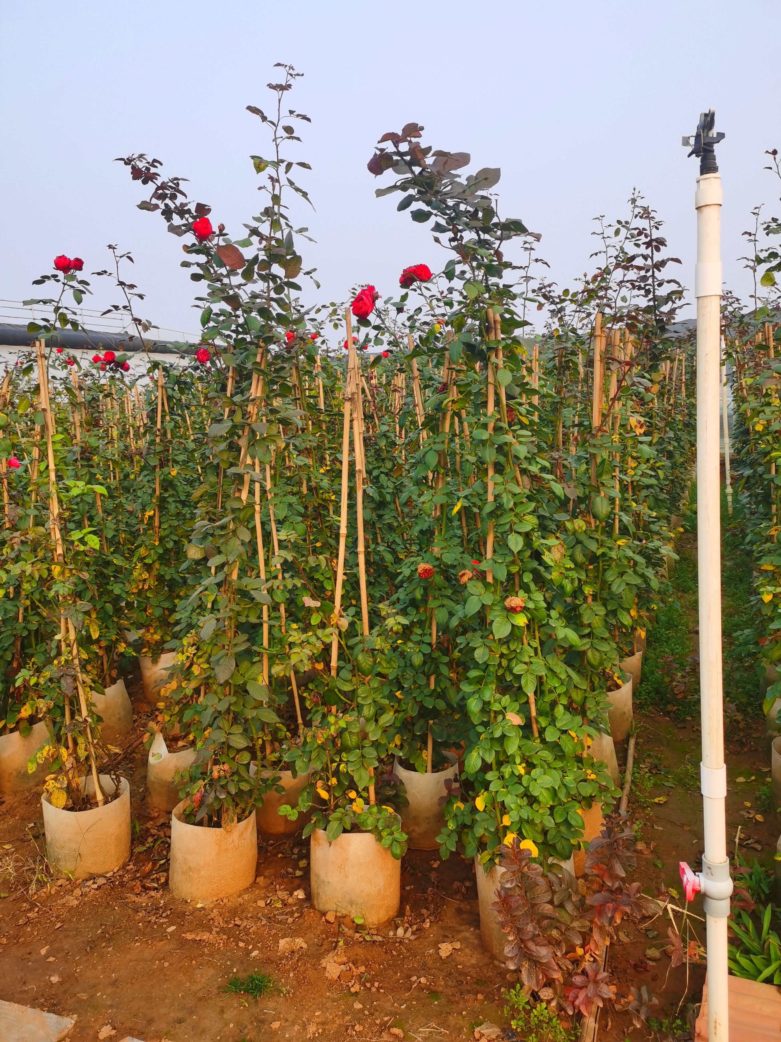  月季 藤本欧月 1.5米