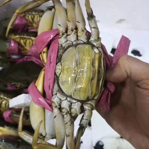 东兴市青蟹  越南大糕批发