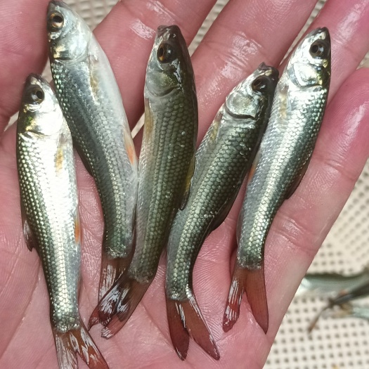 南宁土鲮鱼苗，红眼鲮鱼苗、自产自销、量大从优、送货上门