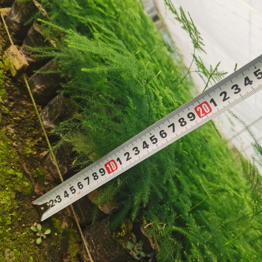 青州市文竹