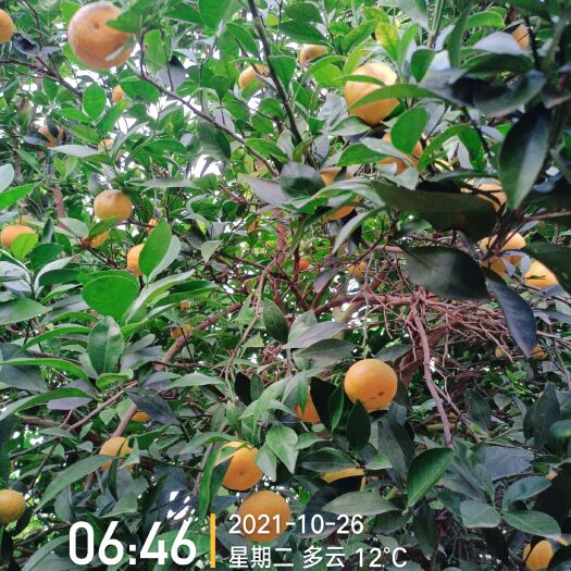 新余新余蜜桔《本地早》上市中