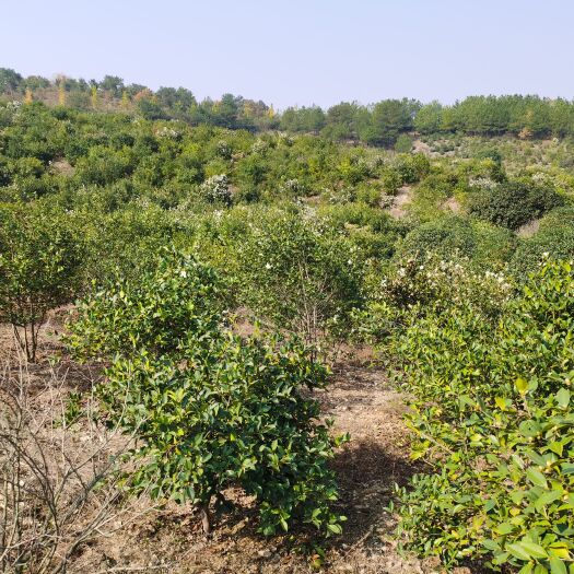 武汉 油茶树2万颗，种植12年的