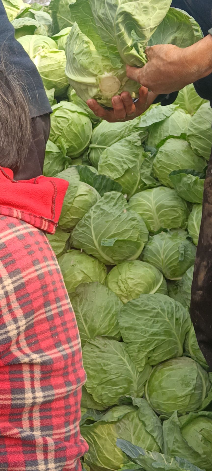 圆包菜  （基地直供）甘蓝，精品甘蓝