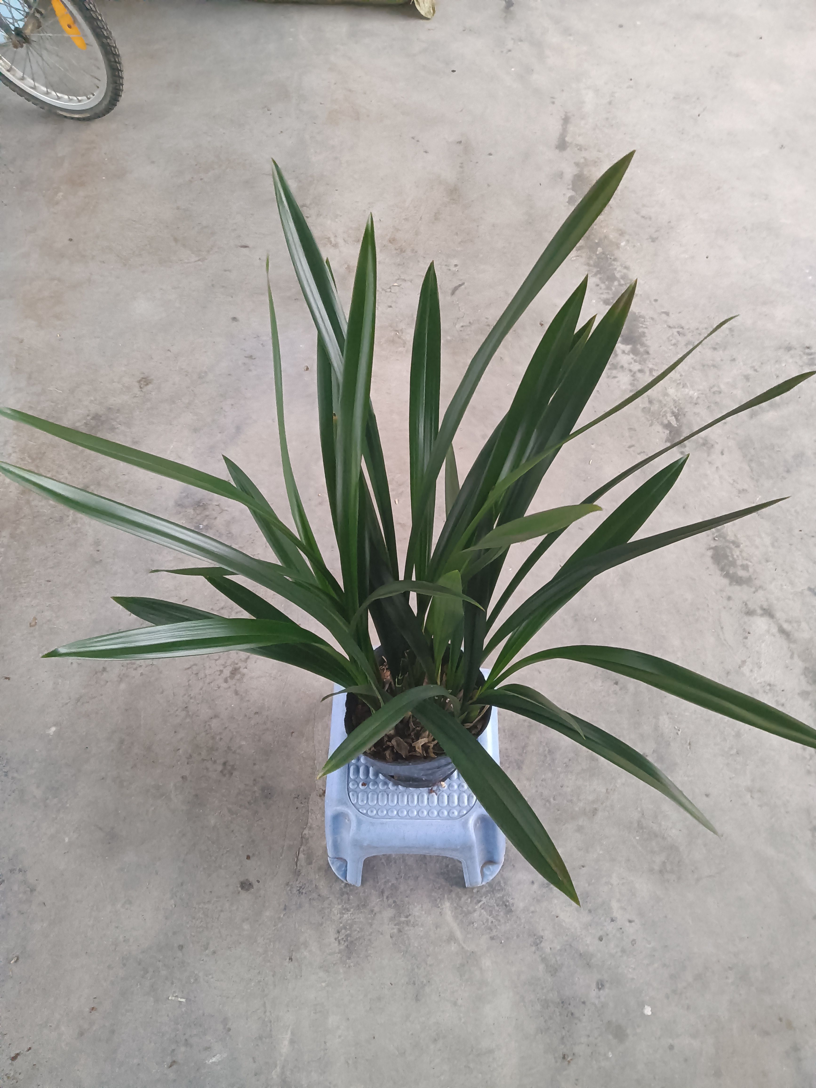  墨兰基地直销起发价格实惠