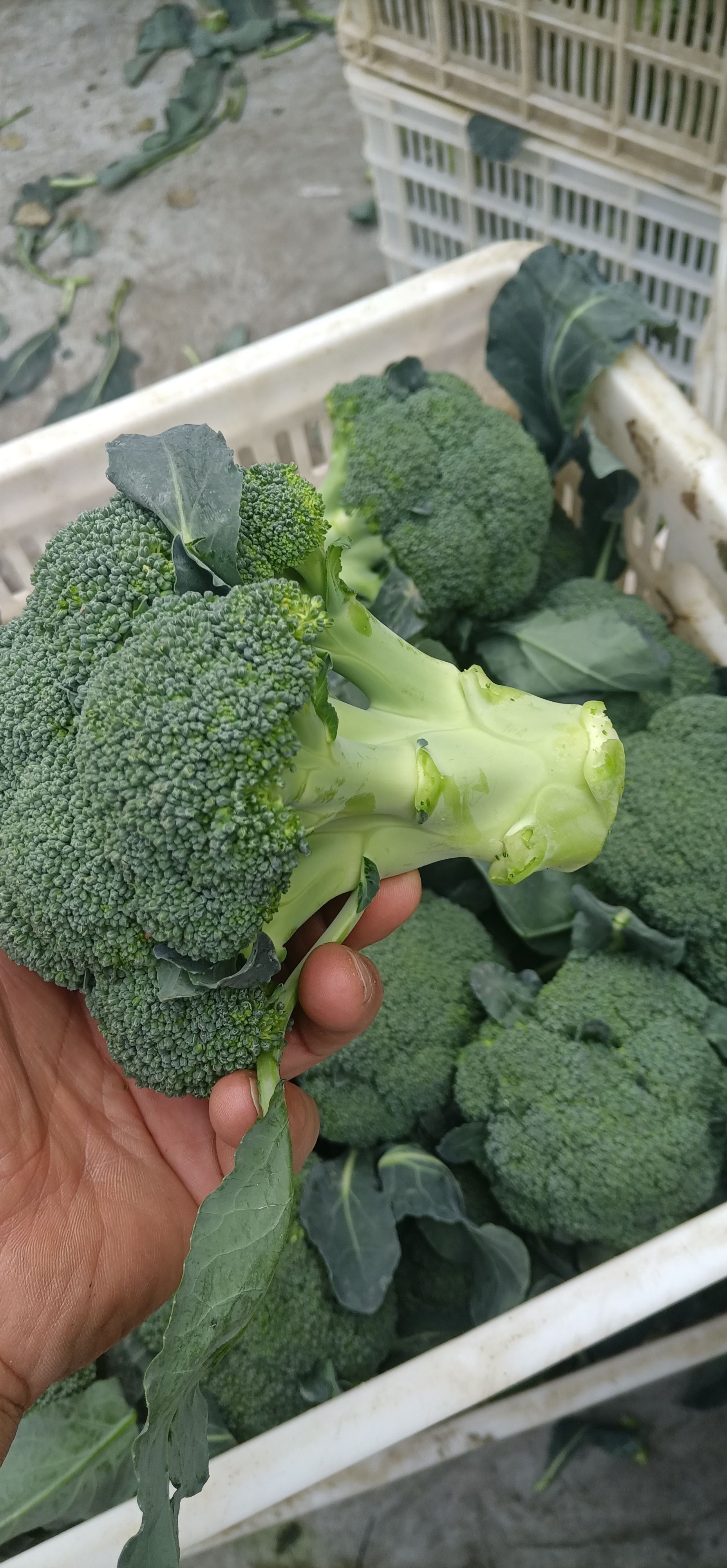 炎秀西兰花  （产地直销）西兰花