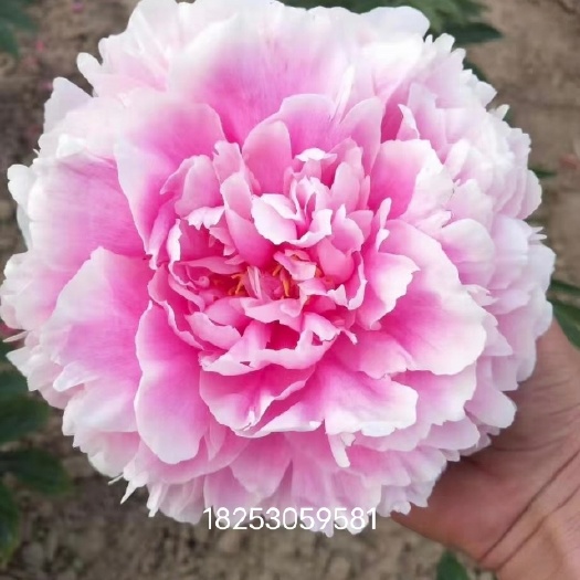菏泽多花芍药 0.5~1米 2cm以下 