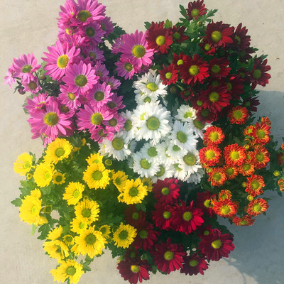  荷兰菊  多色可选 大棚直发