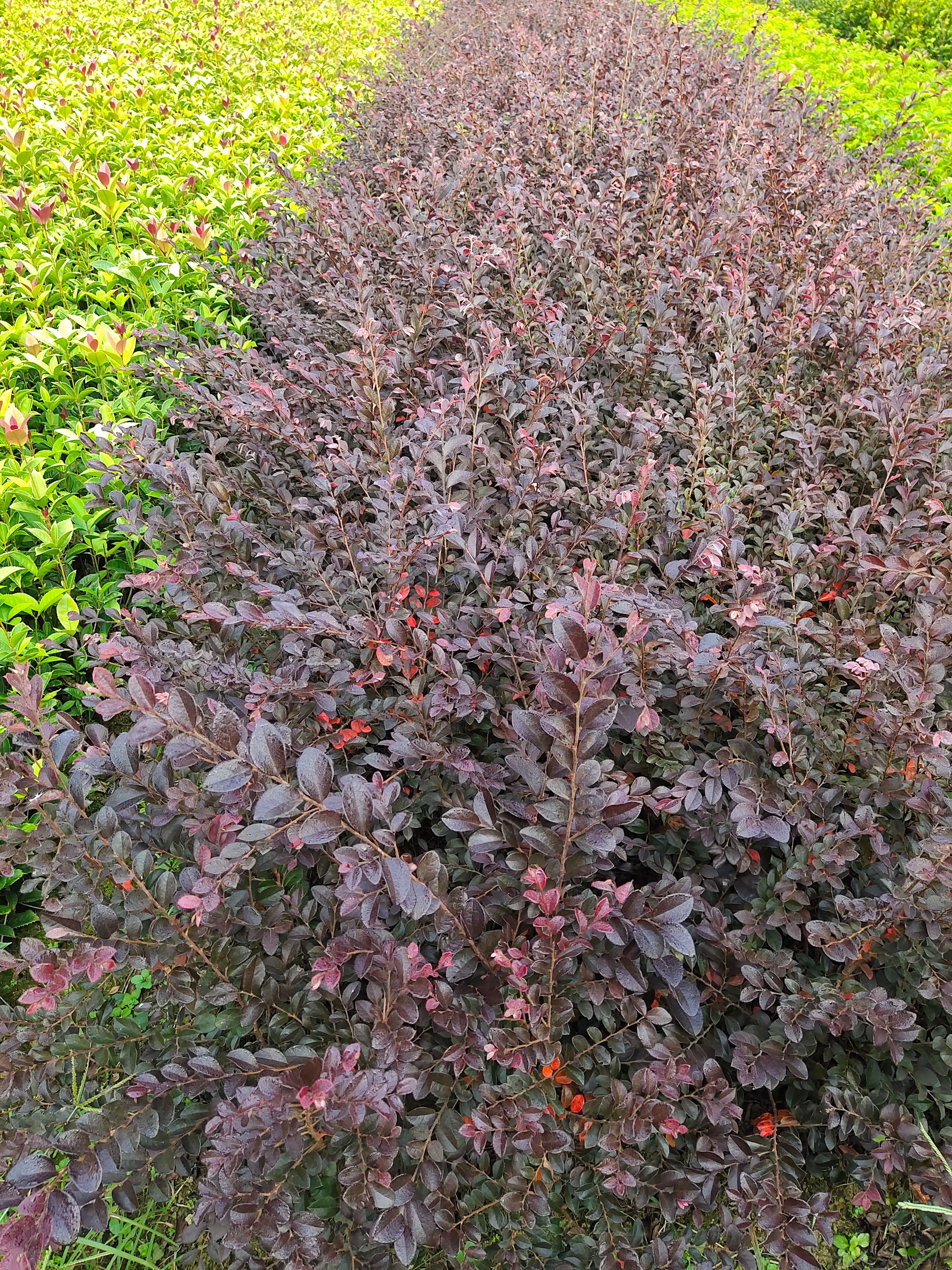 双面红  红花继木苗杜鹃花小苗产地直供